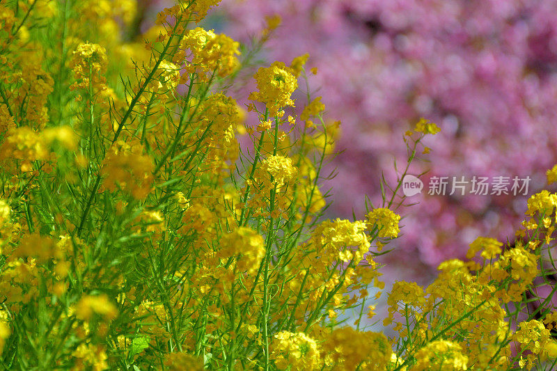 油菜花/油菜花与樱花背景